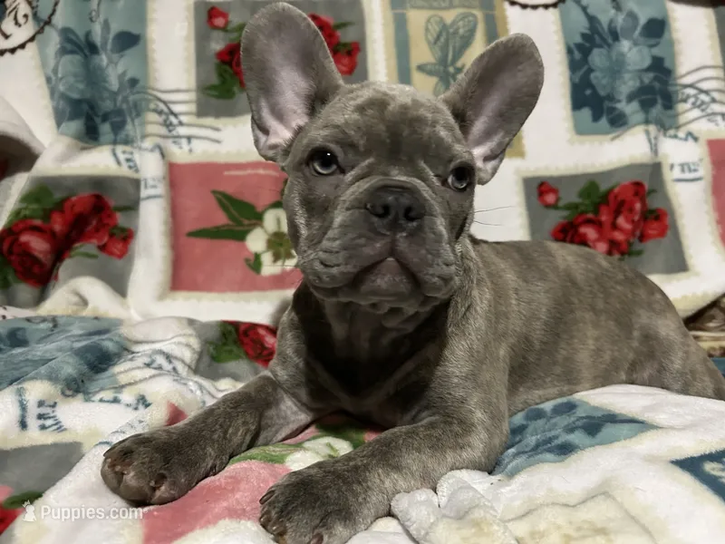 Sadie  – French Bulldog puppy for sale in Greenwood, FL