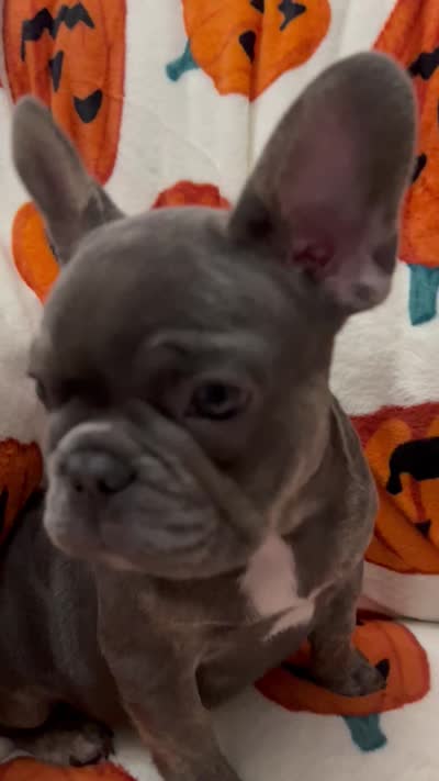 Blu , a male French Bulldog for sale in Greenwood, FL – 6 of 8