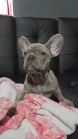 Sadie, a female French Bulldog for sale in Greenwood, FL – 3 of 8