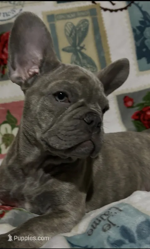 Sadie  – French Bulldog puppy for sale in Greenwood, FL