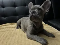 Sadie , a female French Bulldog for sale in Greenwood, FL – 9 of 10