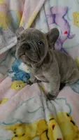  Sadie, a female French Bulldog for sale in Greenwood, FL – 6 of 9