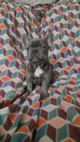 Charlotte, a female French Bulldog for sale in Greenwood, FL – 4 of 8
