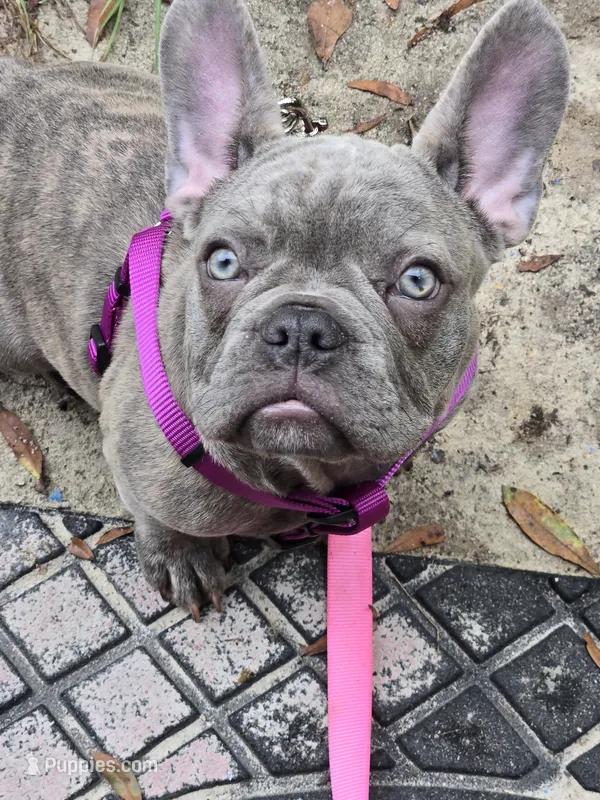 Sadie  – French Bulldog puppy for sale in Greenwood, FL