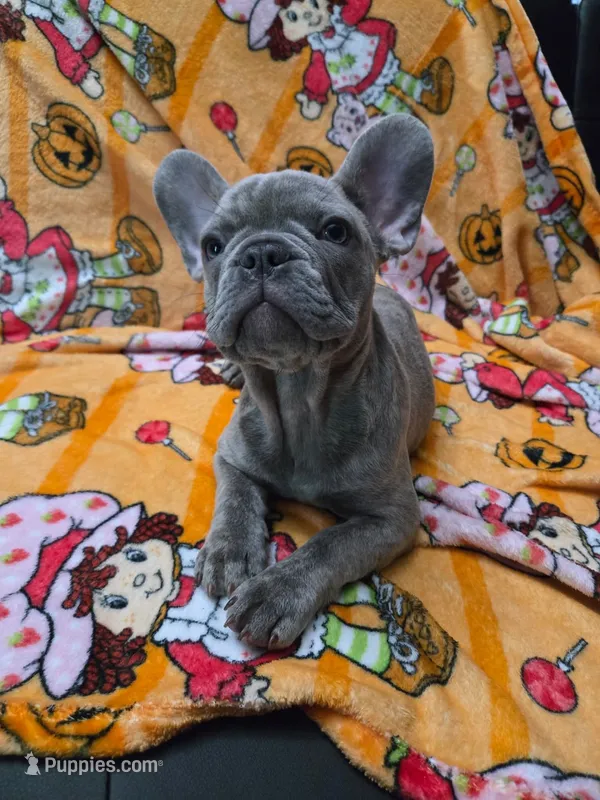 Sadie  – French Bulldog puppy for sale in Greenwood, FL