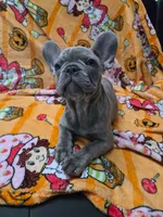 Sadie , a female French Bulldog for sale in Greenwood, FL – 1 of 10