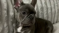 Blu , a male French Bulldog for sale in Greenwood, FL – 2 of 8