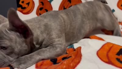 Sadie, a female French Bulldog for sale in Greenwood, FL – 7 of 8