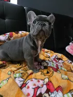 Blu, a male French Bulldog for sale in Greenwood, FL – 9 of 10