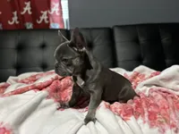 Charlotte, a female French Bulldog for sale in Greenwood, FL – 7 of 9