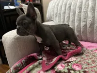 Charlotte, a female French Bulldog for sale in Greenwood, FL – 6 of 8