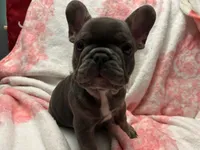 Blu, a male French Bulldog for sale in Greenwood, FL – 2 of 7