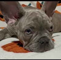Sadie, a female French Bulldog for sale in Greenwood, FL – 3 of 8