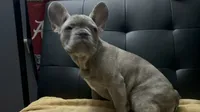 Sadie , a female French Bulldog for sale in Greenwood, FL – 7 of 10