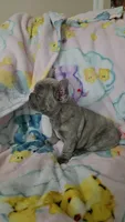  Sadie, a female French Bulldog for sale in Greenwood, FL – 5 of 9