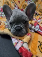 Sadie , a female French Bulldog for sale in Greenwood, FL – 4 of 10