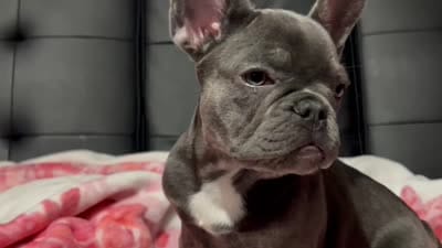 Charlotte, a female French Bulldog for sale in Greenwood, FL – 8 of 8
