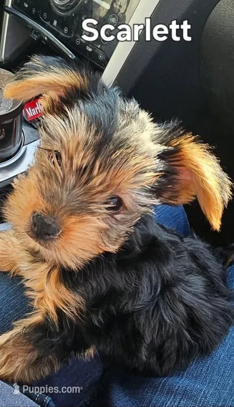 Scarlett – Yorkshire Terrier puppy for sale in Luray, VA