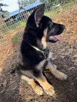 Cub, a female Belgian Malinois and German Shepherd Dog for sale in Picayune, MS – 4 of 5