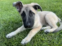 Daisy, a female Belgian Malinois and German Shepherd Dog for sale in Picayune, MS – 3 of 4