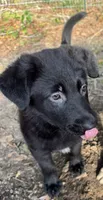 Mini, a female Belgian Malinois and German Shepherd Dog for sale in Picayune, MS – 4 of 6