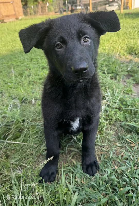 Mini – Belgian Malinois, German Shepherd Dog puppy for sale in Picayune, MS