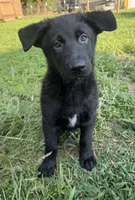 Mini, a female Belgian Malinois and German Shepherd Dog for sale in Picayune, MS – 1 of 6