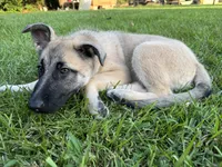 Daisy, a female Belgian Malinois and German Shepherd Dog for sale in Picayune, MS – 4 of 4