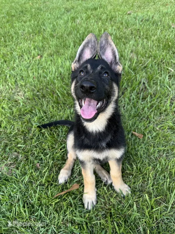 Cub – Belgian Malinois, German Shepherd Dog puppy for sale in Picayune, MS
