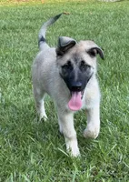 Daisy, a female Belgian Malinois and German Shepherd Dog for sale in Picayune, MS – 2 of 4