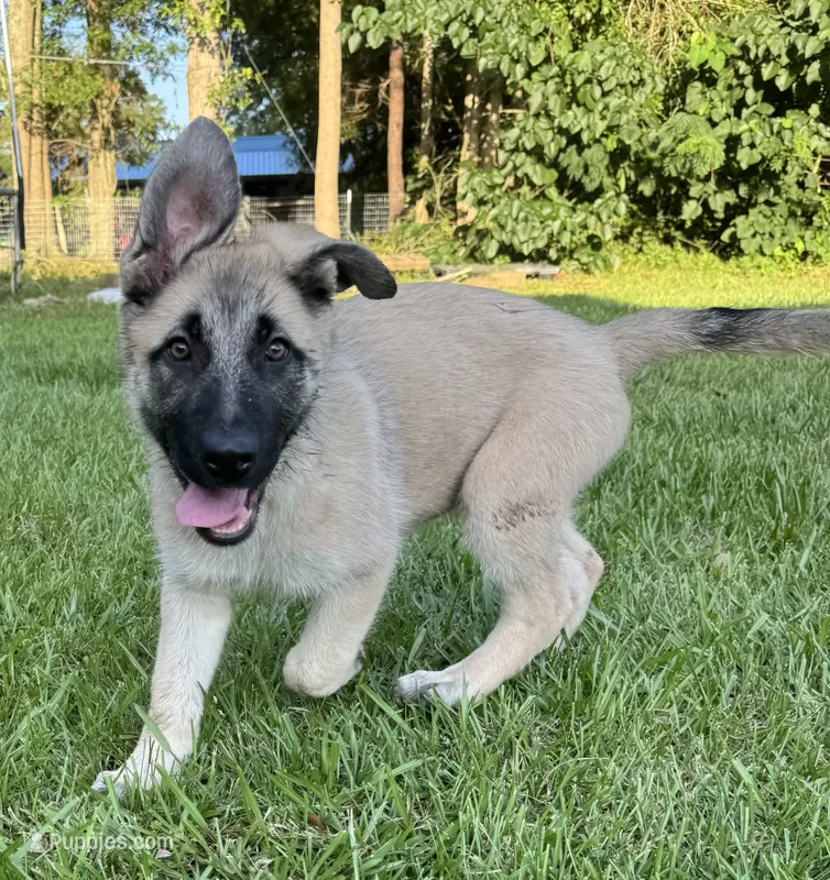 Daisy – Belgian Malinois, German Shepherd Dog puppy for sale in Picayune, MS
