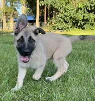 Daisy, a female Belgian Malinois and German Shepherd Dog for sale in Picayune, MS – 1 of 4