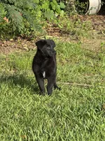 Mini, a female Belgian Malinois and German Shepherd Dog for sale in Picayune, MS – 5 of 6