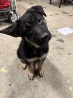 Cub, a female Belgian Malinois and German Shepherd Dog for sale in Picayune, MS – 2 of 5