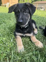 Cub, a female Belgian Malinois and German Shepherd Dog for sale in Picayune, MS – 5 of 5