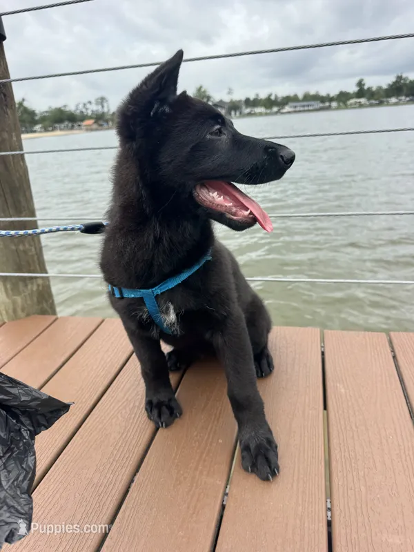 Mini – Belgian Malinois, German Shepherd Dog puppy for sale in Picayune, MS