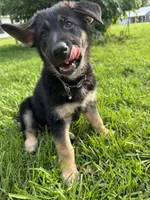 Cub, a female Belgian Malinois and German Shepherd Dog for sale in Picayune, MS – 3 of 5