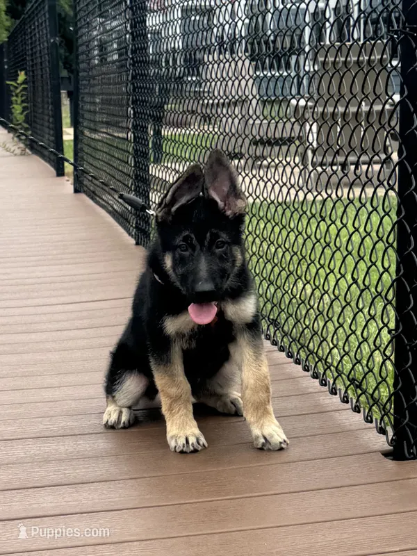 Cub – Belgian Malinois, German Shepherd Dog puppy for sale in Picayune, MS