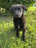 Mini, a female Belgian Malinois and German Shepherd Dog for sale in Picayune, MS – 6 of 6