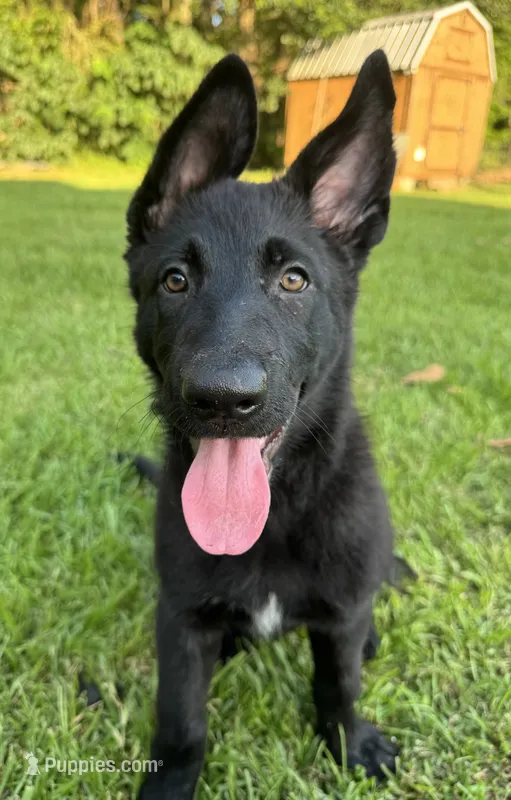 Mini – Belgian Malinois, German Shepherd Dog puppy for sale in Picayune, MS