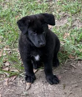 Mini, a female Belgian Malinois and German Shepherd Dog for sale in Picayune, MS – 3 of 6