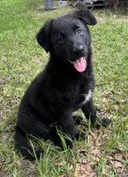 Mini, a female Belgian Malinois and German Shepherd Dog for sale in Picayune, MS – 2 of 6