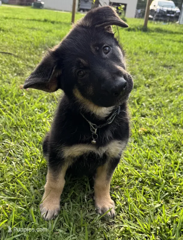 Cub – Belgian Malinois, German Shepherd Dog puppy for sale in Picayune, MS