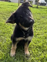 Cub, a female Belgian Malinois and German Shepherd Dog for sale in Picayune, MS – 1 of 5