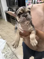 FATHERS DAY SALE ***Goliath***, a male French Bulldog for sale in Homestead, FL – 8 of 9