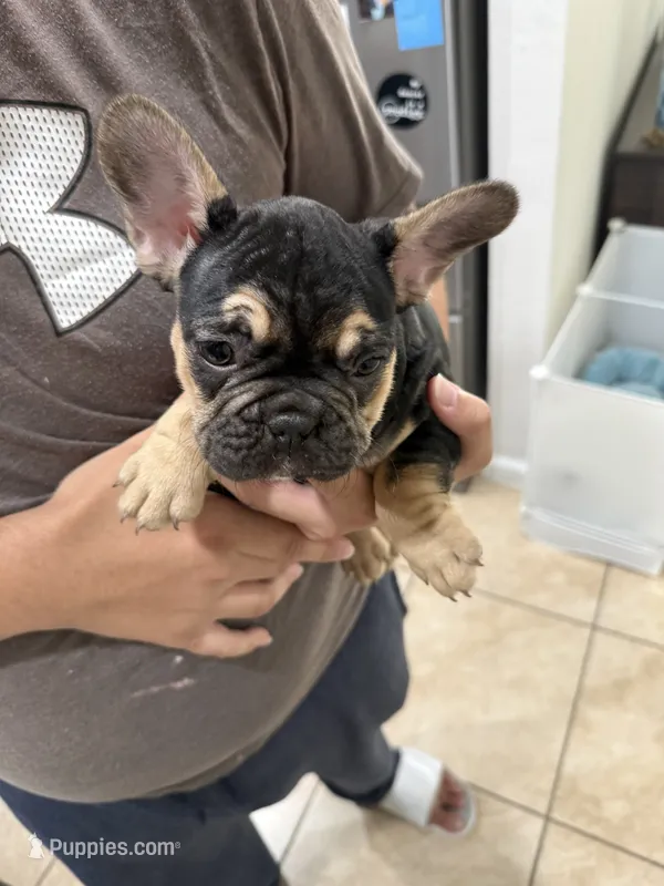 Diesel – French Bulldog puppy for sale in Homestead, FL