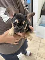 FATHER DAY SALE ***Diesel***, a male French Bulldog for sale in Homestead, FL – 1 of 8