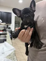 FATHERS DAY SALE ***Stormy***, a female French Bulldog for sale in Homestead, FL – 9 of 9
