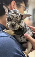 Freckles, a male French Bulldog for sale in Homestead, FL – Photo 1 of 4
