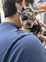 Freckles, a male French Bulldog for sale in Homestead, FL – Photo 3 of 4